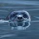 Spinning Seal FM logo